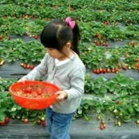 草莓保护地的选择