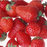 长丰草莓与港丰草莓品种介绍