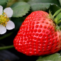 新红光草莓品种