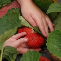 青岛草莓采摘，就到夏庄郝家草莓园