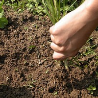 种植无公害蔬菜如何除草
