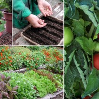 如何利用植物手段防治蔬菜病虫害