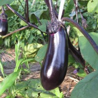 绿色蔬菜之茄子