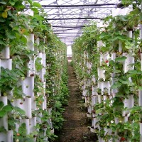 国内无土栽培发展历史