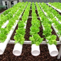 无土栽培的五点优势