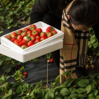 2016年青岛草莓采摘即将开始