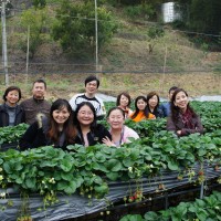 青岛的草莓应该学一下台湾的大湖草莓