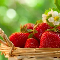 2016青岛草莓的价格