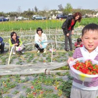 双流草莓采摘活动多姿多彩