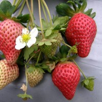 2016青岛草莓价格行情