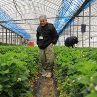 来日本长崎摘草莓，体验农家生活