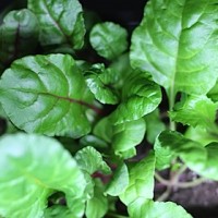 农作物在生长过程中光照调整的作用