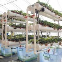 什么是草莓冷藏延迟栽培?为什么要进行草莓冷藏