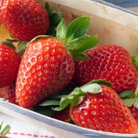 青岛草莓采摘价格是多少？