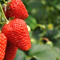 青岛草莓采摘自然的体验更加健康的生活方式