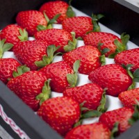 去青岛郝家草莓采摘园进行采摘有哪些优点