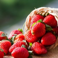 青岛草莓采摘  一次与大自然最亲密的接触