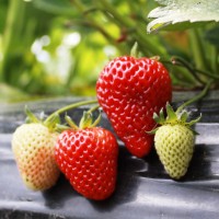 青岛草莓采摘节生态农业的一次狂欢节赢得市场口碑