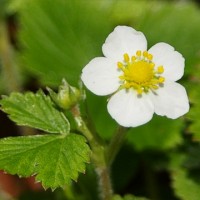 青岛草莓采摘需要注意的事项