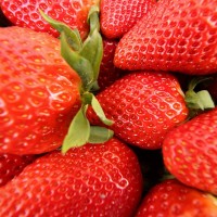 冬季草莓管理要点