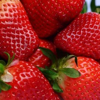 2018青岛草莓采摘，就到夏庄郝家甜宝草莓园