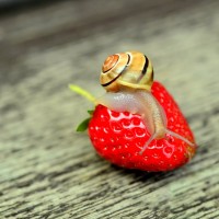 和草莓来一次甜蜜的约会—青岛毛公山郝家草莓园