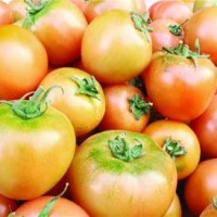 青岛夏庄杠六九西红柿的营养与功效