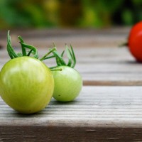 夏庄杠六九西红柿生长形态的测定