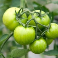 提升青岛-69西红柿的议价能力