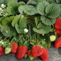 草莓半促成栽培怎样进行定植宁定植后如何管理？