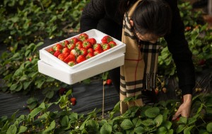 青岛草莓采摘