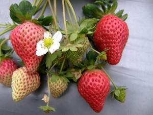 青岛草莓采摘注意事项