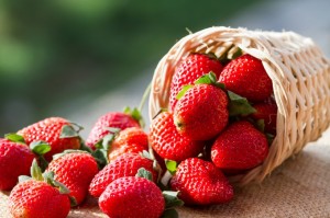 青岛草莓采摘
