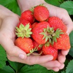 草莓采摘，一场童趣之旅
