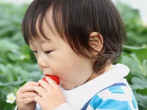 青岛草莓采摘节