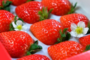 青岛草莓采摘团购