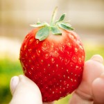 2023 青岛草莓采摘约起来