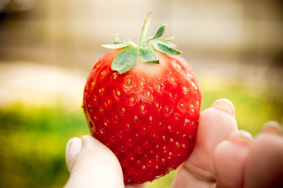 青岛吃草莓要来夏庄郝家草莓园